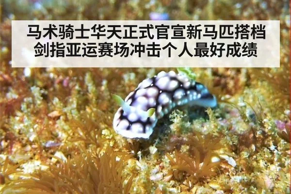 马术骑士华天正式官宣新马匹搭档剑指亚运赛场冲击个人最好成绩